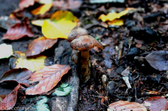Foliage San Martino foto di Gecotravel