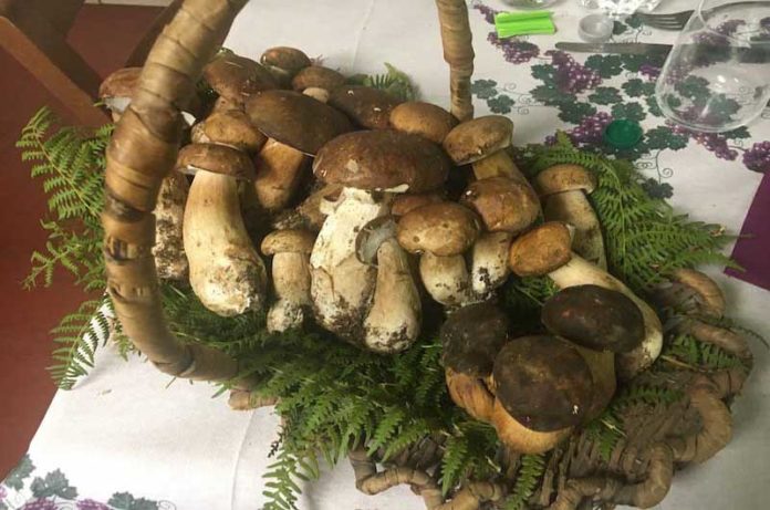 funghi cimini pasquini