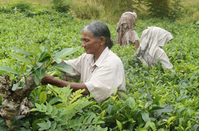 sri-lanka-1037002_1920