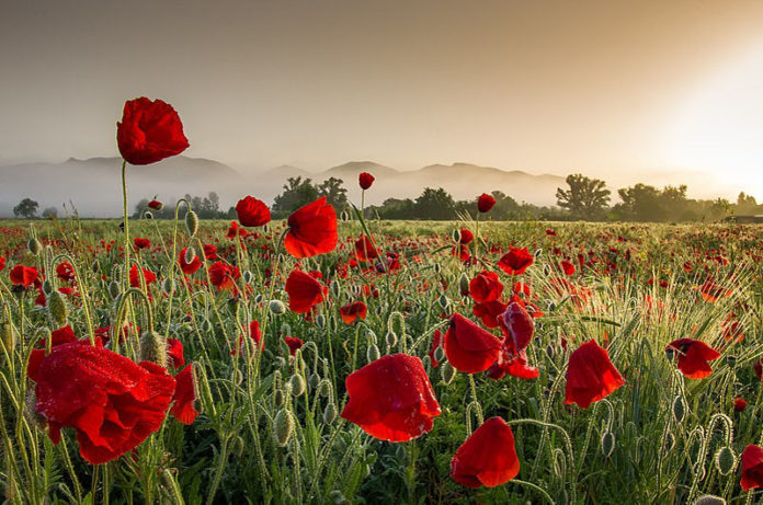 campo di papaveri autore valerio clementi