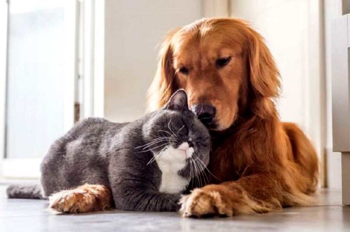 cani-e-gatti foto cover animali d'affezione cani-e-gatti foto cover animali d'affezione