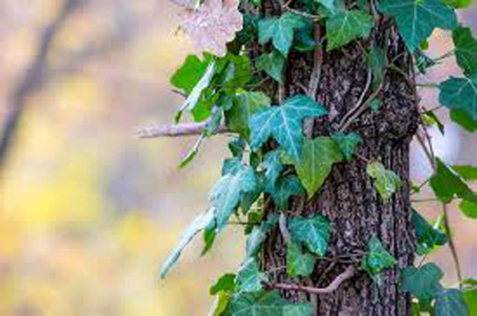 Avvinta come l'edera