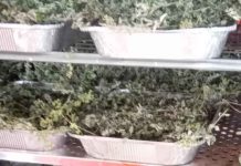 Primo raccolto di piante officinali, la scuola non si ferma in estate al Cardarelli di Tarquinia