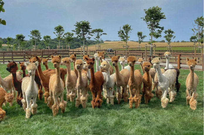 PianiAlpacaAllevamento