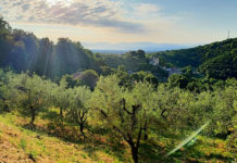BIO DISTRETTO DELLA VIA AMERINA