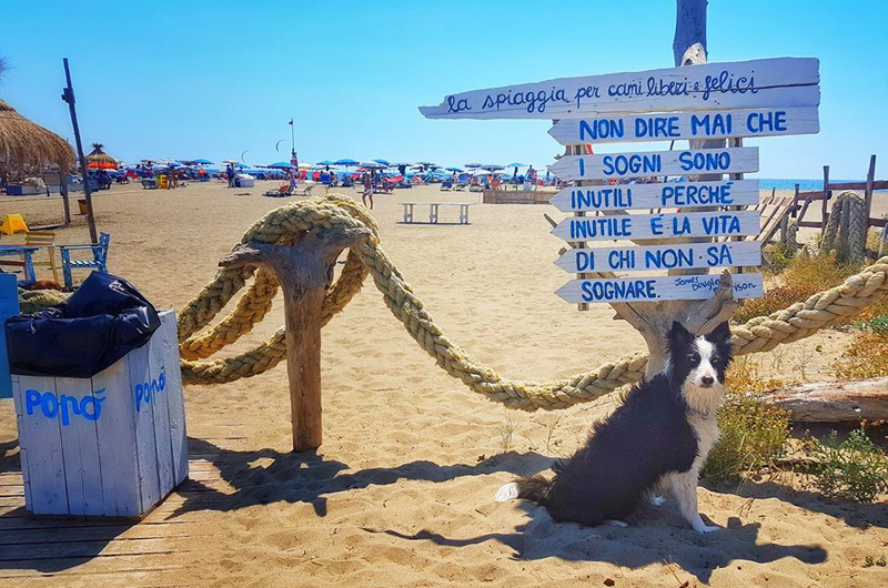 Corso gratuito per chi gestisce una spiaggia per cani e vuole chiamarla “ Baubeach®” | TusciaUp