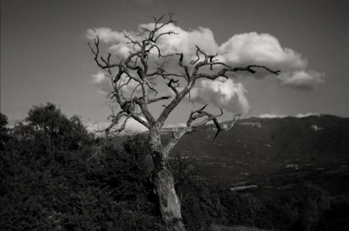 Fratelli Calgaro_mostra