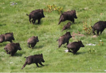 Danni da fauna selvatica, abbattuti 4.434 cinghiali dai cacciatori dell’Ambito Territoriale di Caccia VT 1