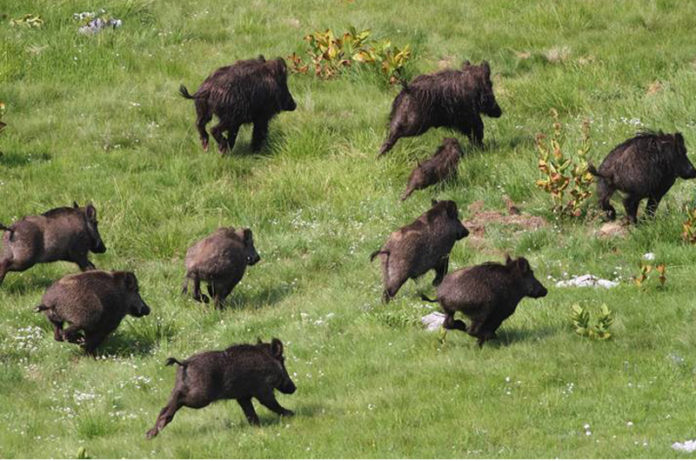 cinghiali- abbattuti