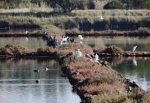 Alle Saline di Tarquinia a incontrare i Fenicotteri