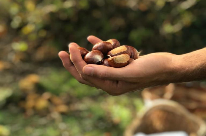 sagra castagna san martino al cimino castagna