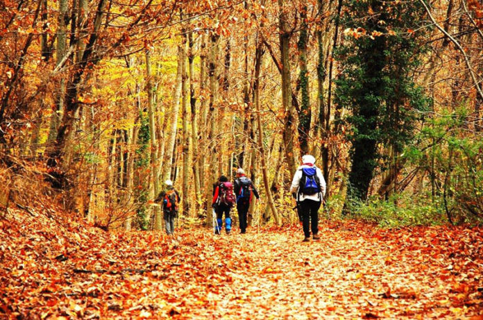 Faggeta vetusta Oriolo Romano