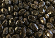 Le olive secche cotte al forno dell’azienda Agricola Trevi