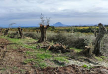 A Gallese la coltivazione intensiva della nocciola annienta un uliveto