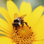 prodotti apicoltura