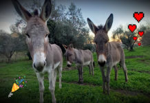 Cammino lento d’inizio anno con gli asinelli del parco di Veio alla scoperta del territorio