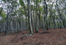 La Faggeta di Monte Raschio a Oriolo Romano, risalente al Quaternario