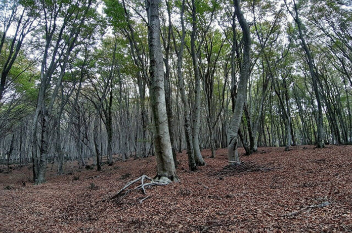 la faggeta di monte raschio oriolo romano