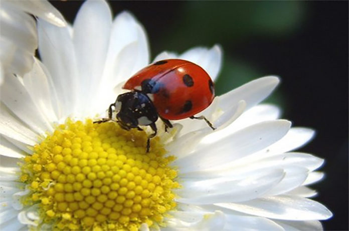 insetticoltura sostenibile