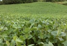 Ucraina, Coldiretti Viterbo, al via semine: sos costi e siccità