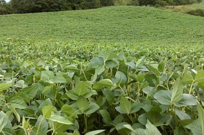 soia-in-accrescimento-semine