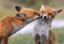 Volpi che si baciano