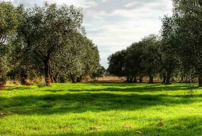 Canino distese di olivi