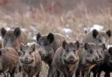 Prelievo di selezione del cinghiale, raggiunto il 70% del piano nell’ATc Vt2 Emergenza cinghiali