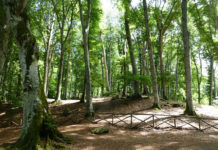 FAGGETA-MONTE-VENERE