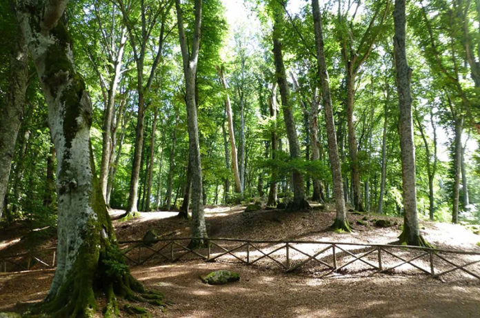 FAGGETA-MONTE-VENERE