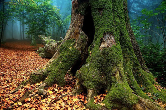 Faggeta lago di Vico