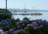 Festa delle Ortensie Bolsena
