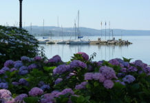 Festa delle Ortensie Bolsena