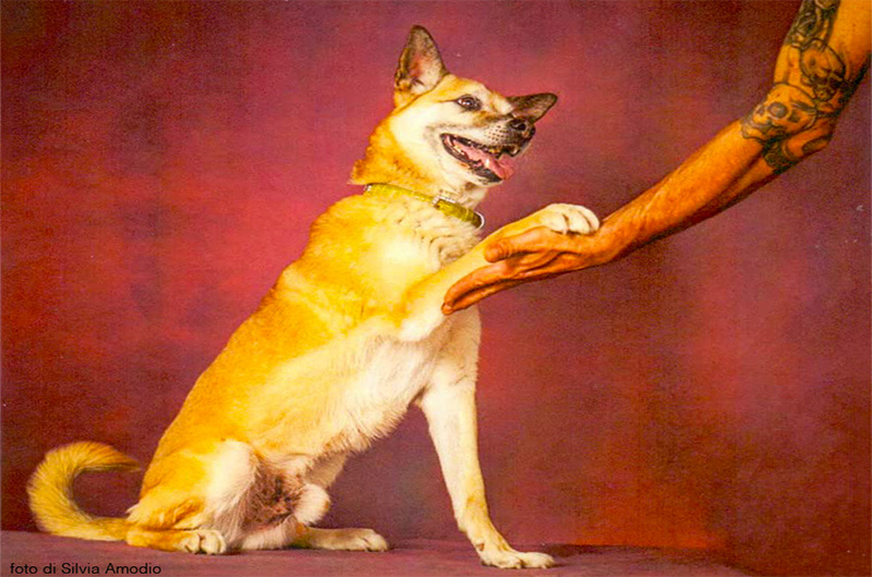 Adotta Responsabilmente