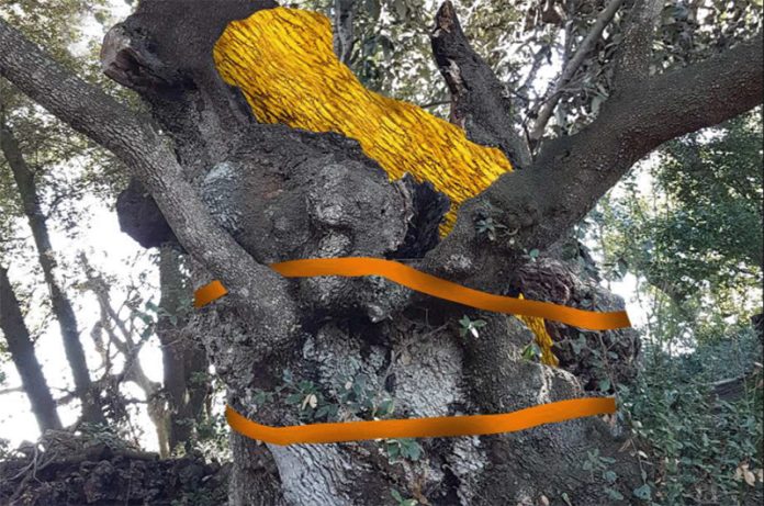 Il Vello d'Oro_mostra Isola Bisentina Il Vello d'Oro