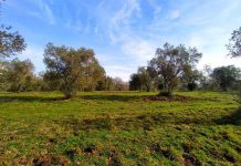 Monumento naturale e Oasi WWF Pian Sant’Angelo, tra storia e biodiversità Oasi WWF Pian Sant'Angelo