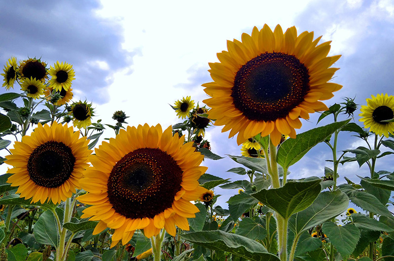Parco dei Girasoli