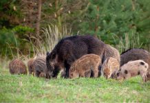 Peste suina, la Regione approva una delibera per sostenere azione Atc nel controllo e selezione del cinghiale cinghial1