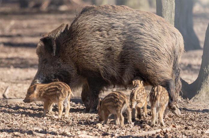 Depopolamento cinghiali