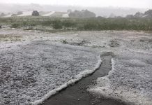 Maltempo, Coldiretti Viterbo: “Ingenti danni alle coltivazioni ma si aggrava l’emergenza siccità” Maltempo_Coldiretti