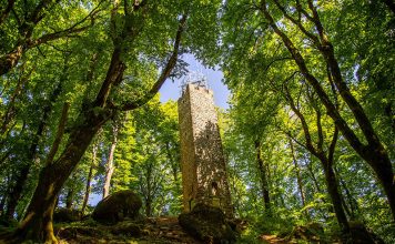 Ciclo di incontri formativi per guide turistiche e ambientali nei Monti Cimini faggeta dei monti Cimini, patrimonio dell'Umanità