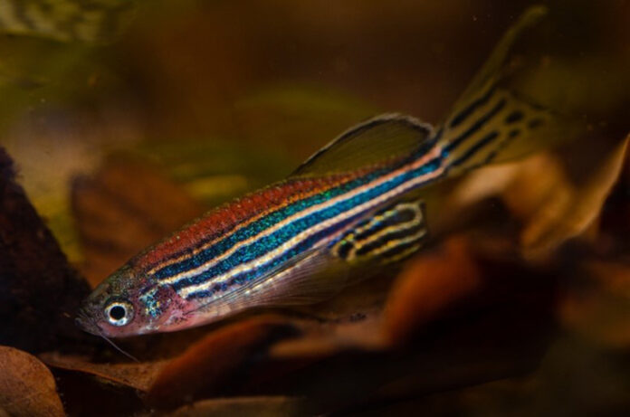 Pesce zebra Pesce zebra