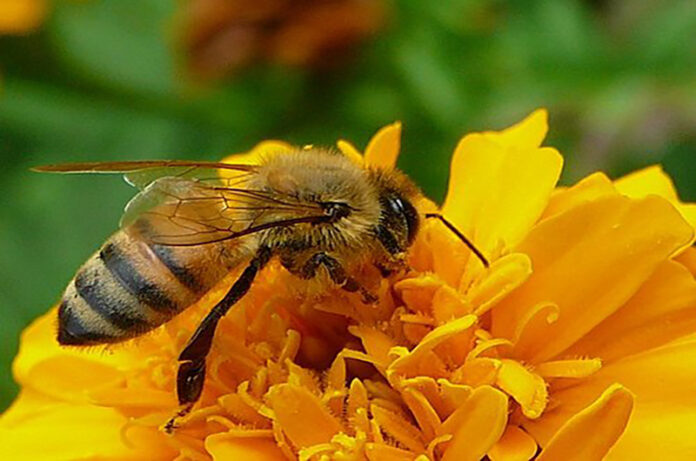 api convegno a porano api