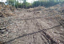Valle dell’Arcionello: taglio di bosco ceduo e disattenzioni Arcionello_cover