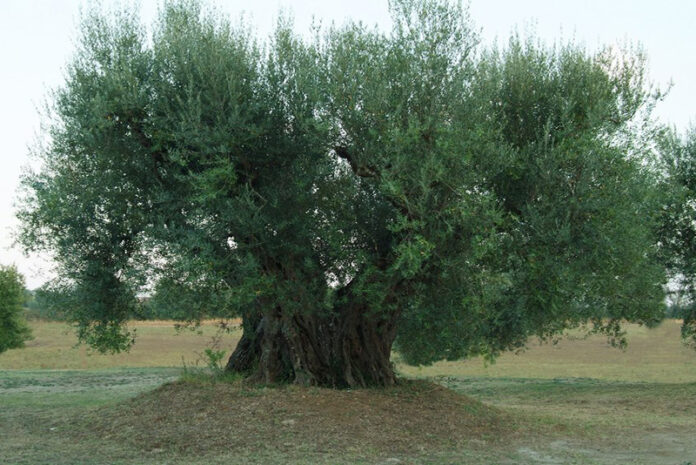 Olivo secolare Canino