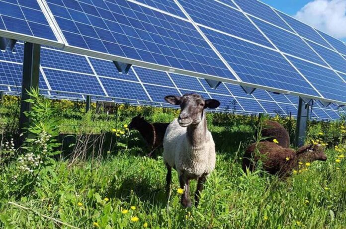 Agrivoltaico_pascolo Agrivoltaico_pascolo
