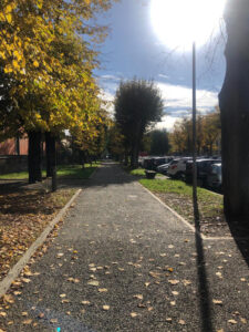 Alberi1