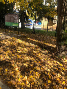 Alberi2