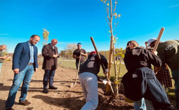 Ambiente, la Regione Lazio aderisce alla Festa dell’Albero Festa dell'Albero Regione Lazio