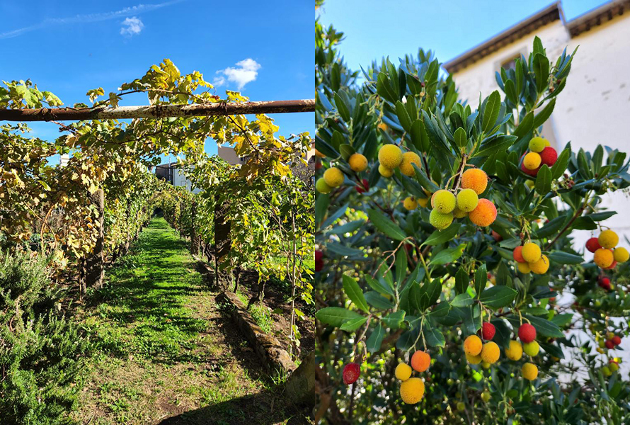 Life/The discovery of San Faustino the magnificent Garden of the